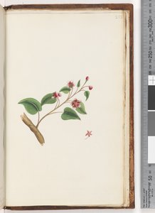 Page 252. Unidentified plant
