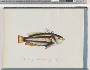 Unidentified Fish by Unknown artist