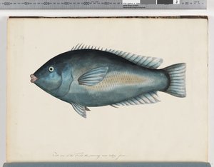 Unidentified Fish by Unknown