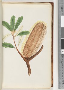 Page 26. Unnamed flowering plant by Unknown artist