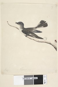 Natural Size Hooded Robin, Female by Unknown artist