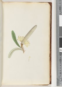 Page 28. Flowering Plant, "A Creeper" by Unknown artist