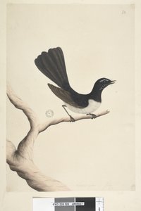 Willie Wagtail, 1791-92
