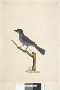Blackbird