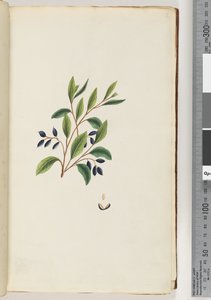 Page 2. Unidentified Plant by Unknown artist