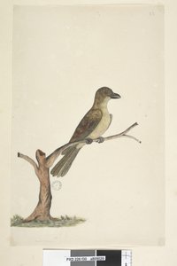 Page 30. ...? Norfolk Island Blackbird? Aplonis Fuscus, Female, 1791-92 by Unknown artist