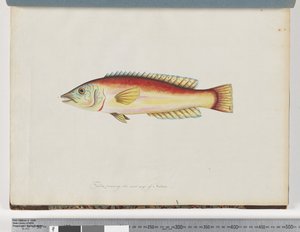 Unidentified Fish by Unknown artist