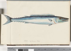 Page 32. Barracouta by Unknown artist