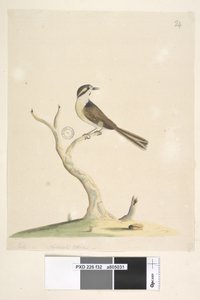 Unidentified Bird, 1791-92 by Unknown artist