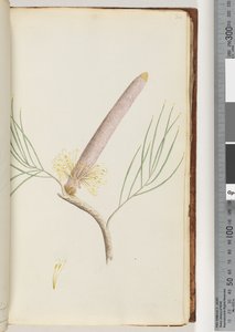 Page 34. A Banksia by Unknown artist