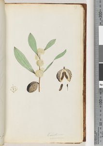 Conchium Nervosum by Unknown artist