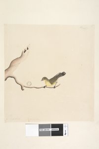 Page 37. October. Natural size Yellow Thornbill Acanthiza nana by Unknown artist