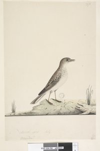 Page 38. Alundu? above title in different hand Natural size, July Pipit Anthus australis, 1791-92 by Unknown artist