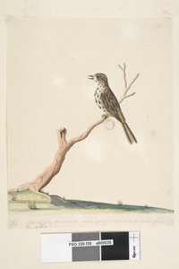Page 39. Fringilla. Along Lower Edge in Different Hand July, Natural Size. The Notes of This Bird Are Equal if Not Superior to the English Linnet Speckled Warbler Chthonicola Sagittata, 1791-92