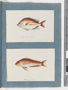 Unidentified fish by Unknown artist