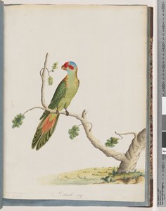 Page 41. Musk Lorikeet