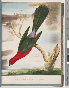 King Parrot by Unknown artist