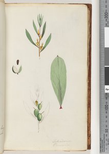 Page 42. Schraderia / Persoonia by Unknown artist