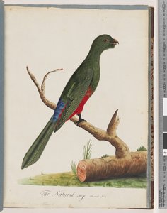 King Parrot