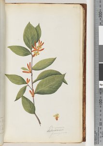 Page 44. Persoonia, Schraderia Ferruginea by Unknown artist