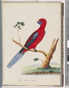 Page 46. Crimson Rosella. Pennantian Parrot