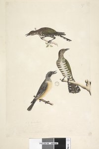 Golden Bronze Cuckoos and Rufous Whistler, 1791-92