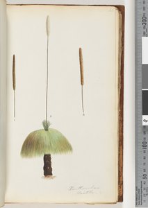 Page 46. Xanthorrhoea Hastile Grass tree by Unknown artist