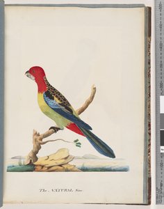 Eastern Rosella