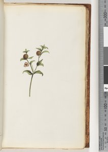 Unidentified Plant by Unknown artist