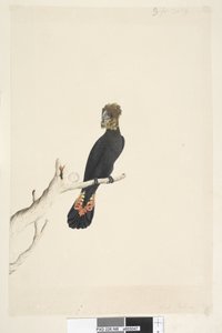 Reduced to One-Third Size Glossy Black Cockatoo by Unknown artist