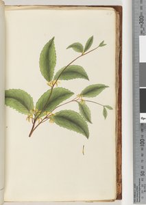 Unidentified Plant