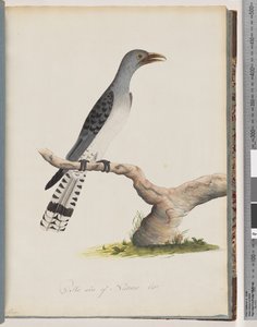 Unidentified Bird