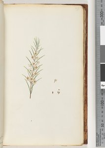 Page 49. Unidentified Plant