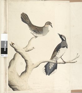 Page 4. Turdus. in a different hand Drawn the natural size being the only two of the kind as yet seen on the Colony, June 1792 Spotted Quail Thrush Cinclosoma punctatum