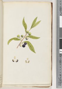 Page 4. Unidentified Plant by Unknown artist