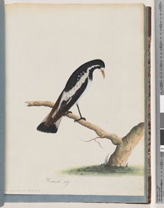 Page 50. Magpie-lark. Corvus cyanoleucos by Unknown artist
