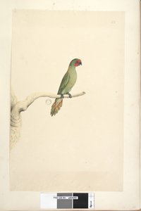 Page 51. Natural size Little Lorikeet Glossopsitta pusilla