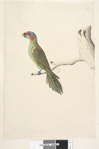Musk Lorikeet