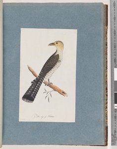 Page 52. Pallid Cuckoo by Unknown artist