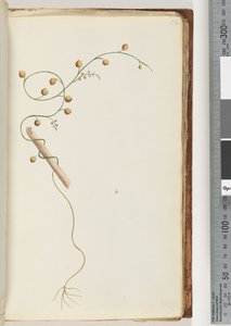Page 52. Unidentified plant by Unknown artist