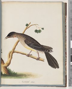 Red Wattlebird