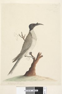 Page 55. Wer,gan or the Friar. Meliphaga Phrygia. Natural size Noisy Friarbird Philemon corniculatus by Unknown artist