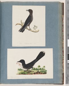 Unidentified Bird