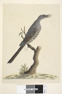 Brush Wattle Bird, 1791-92