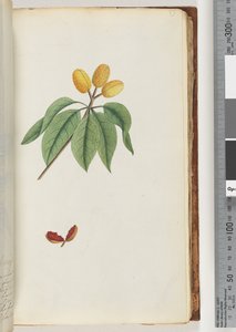 Page 59. Pilospermum Mapon by Unknown artist