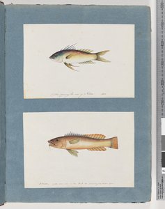 Unidentified Fish by Unknown artist
