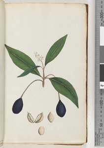 Page 5. Unidentified Plant by Unknown artist