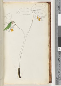 Page 61. No Inscription, Unfinished Drawing by Unknown artist
