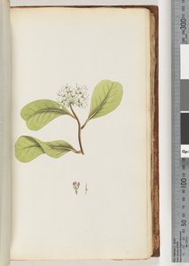 Page 61a. The Mangrove Tree by Unknown artist