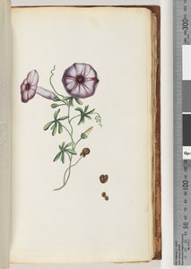 Page 63. Convolvulus by Unknown artist